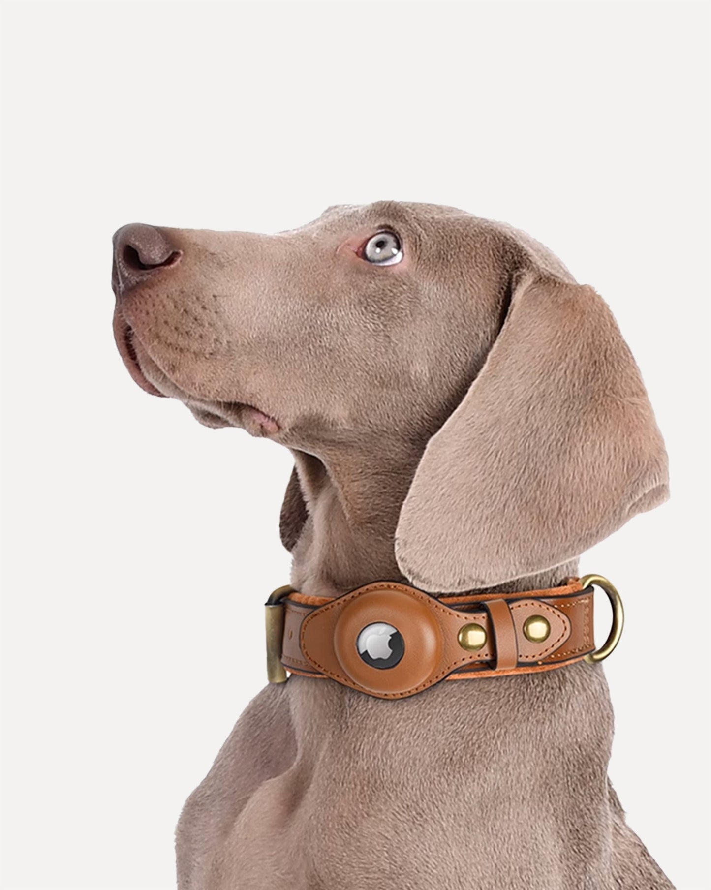 Stylish AirTag Dog Collar™